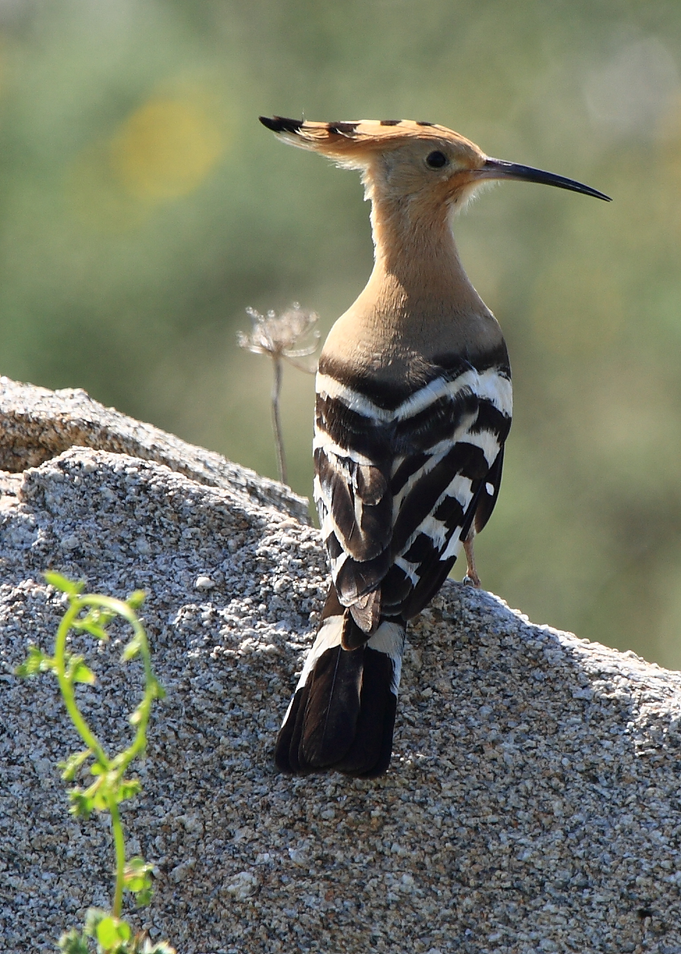 ABUBILLA (Upupa epops)